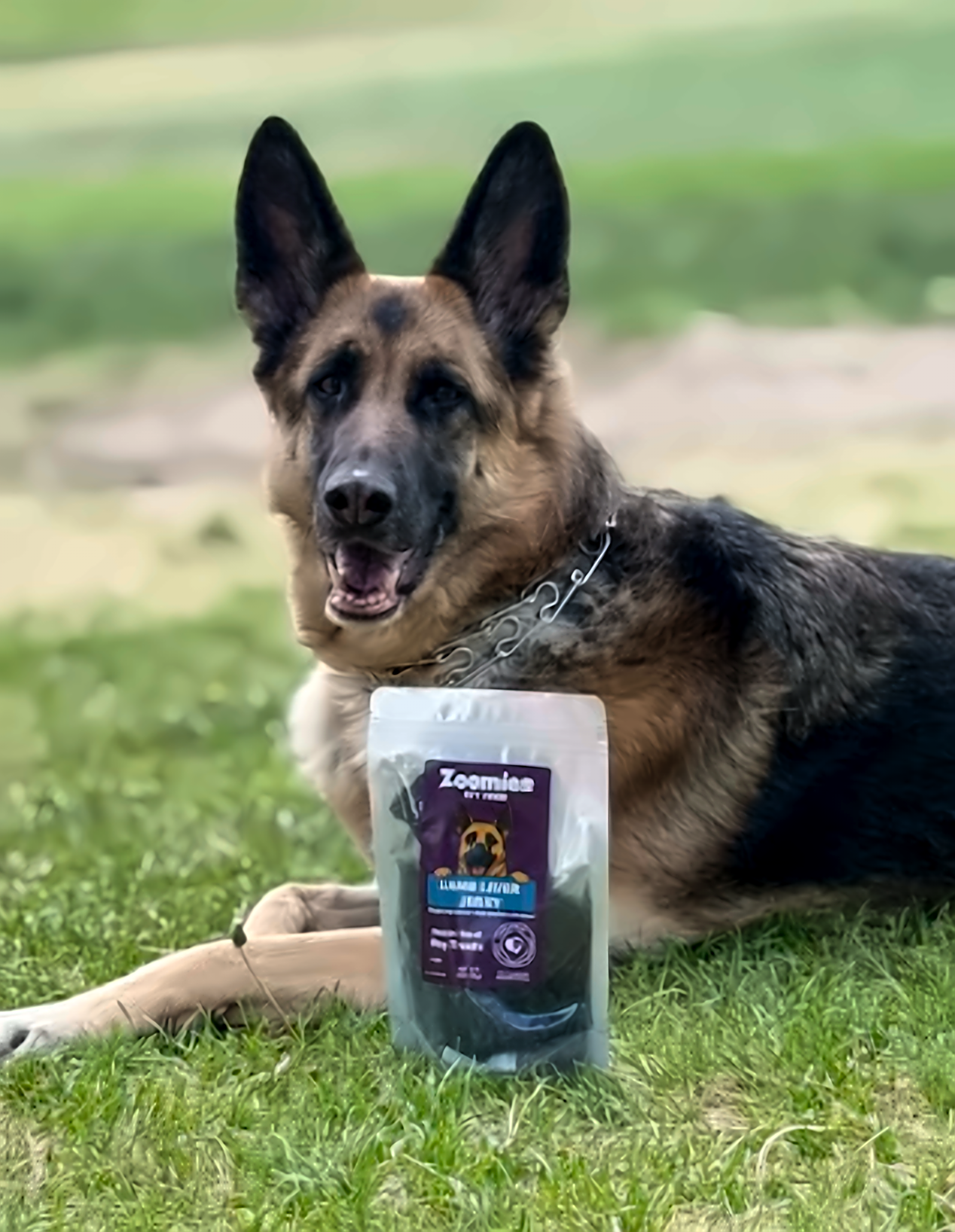 German Shepherd with a bag of Zoomies jerky treats, photo 1