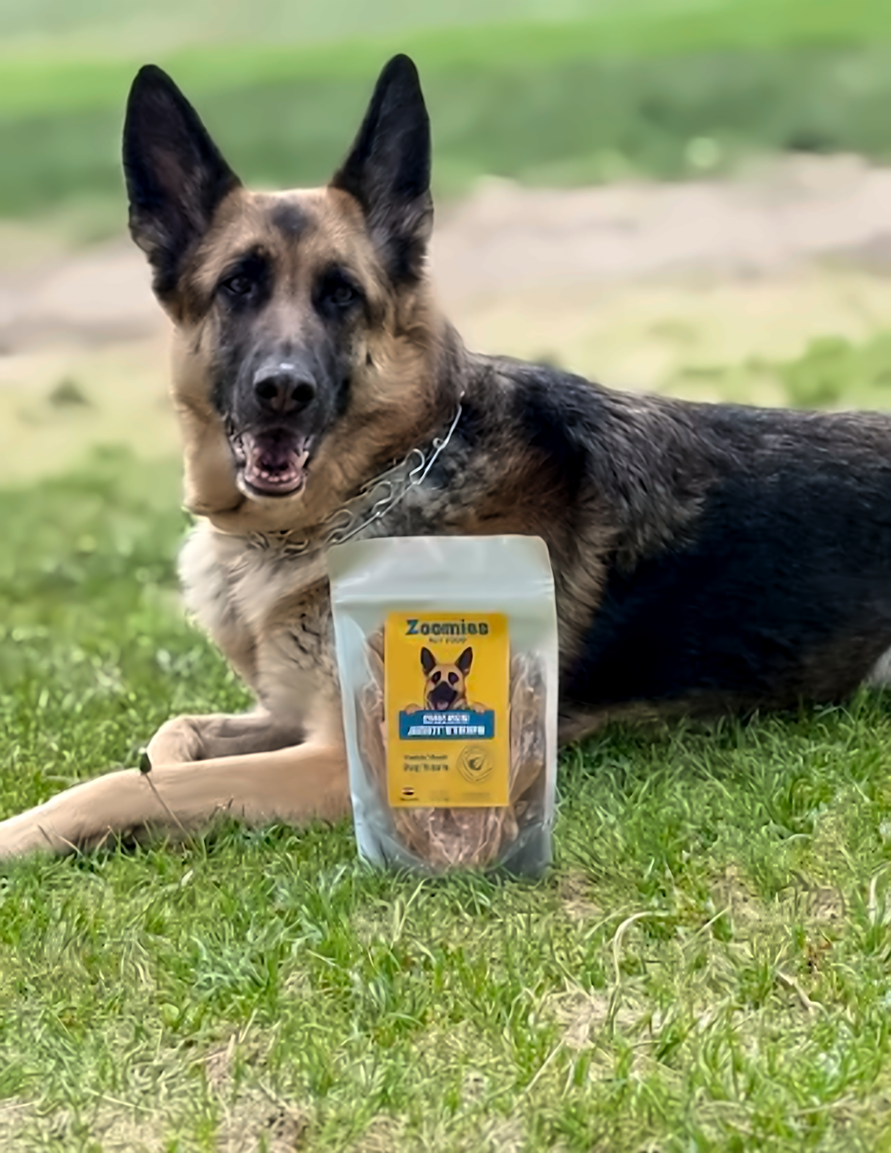 German Shepherd with a bag of Zoomies jerky treats, photo 2