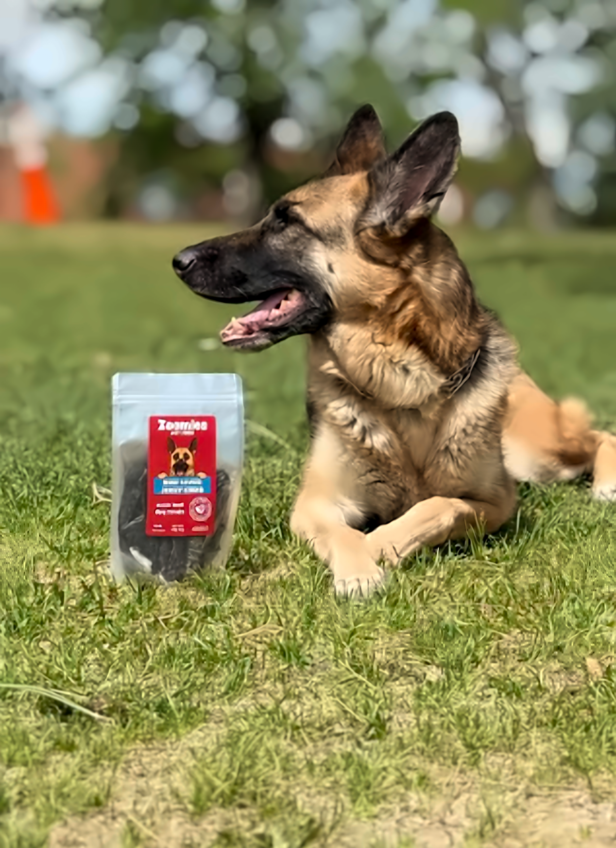 German Shepherd with a bag of Zoomies jerky treats, photo 3